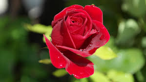 liefdesroos